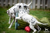 20250330_D-Wurf_65091