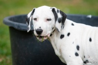 20250330_D-Wurf_65134