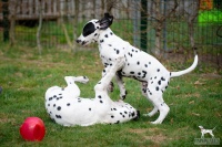 20250330_D-Wurf_65157