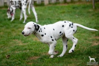 20250330_D-Wurf_65162