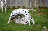 20250330_D-Wurf_65176