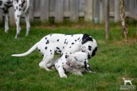 20250330_D-Wurf_65178