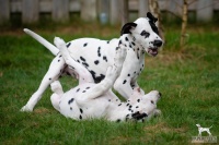 20250330_D-Wurf_65180