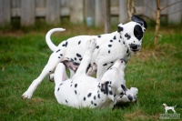 20250330_D-Wurf_65181