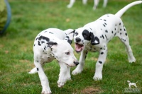 20250330_D-Wurf_65190