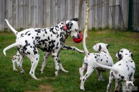 20250330_D-Wurf_65199