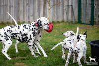 20250330_D-Wurf_65200