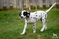 20250330_D-Wurf_65207