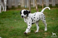 20250330_D-Wurf_65208