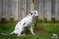 20250330_D-Wurf_65226