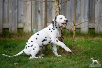 20250330_D-Wurf_65227