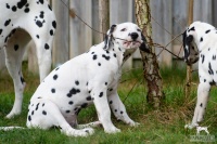 20250330_D-Wurf_65230