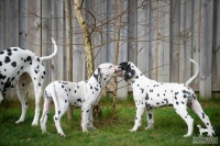 20250330_D-Wurf_65239