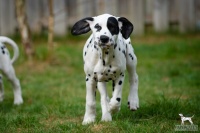 20250330_D-Wurf_65249