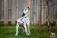 20250330_D-Wurf_65250