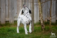 20250330_D-Wurf_65253