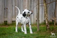 20250330_D-Wurf_65255