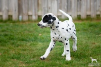 20250330_D-Wurf_65258