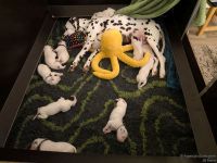 IMG_20250109_223416_web