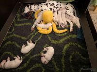 IMG_20250109_225318_web