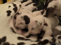 IMG_20250110_221509_web