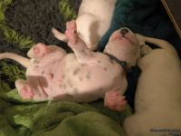 IMG_20250110_223731_web