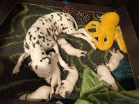 IMG_20250110_223901_web