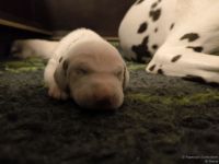 IMG_20250110_224031_web