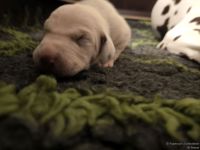 IMG_20250110_224032_web