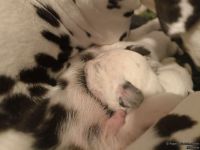 IMG_20250111_220245_1_web