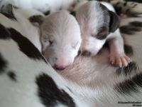 IMG_20250112_123758_web