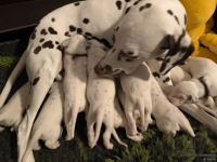 IMG_20250115_085421_web