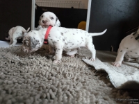 IMG_20250121_112509_web