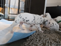 IMG_20250121_112538_web