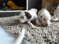 IMG_20250121_112729_web