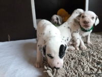 IMG_20250121_112924_web