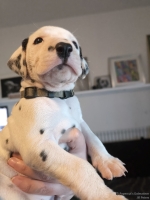 IMG_20250128_111909_web