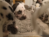 IMG_20250124_181011_web