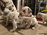 IMG_20250124_181015_web