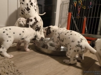 IMG_20250124_181118_web