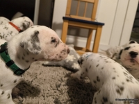 IMG_20250124_181218_web