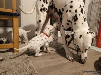 IMG_20250124_181243_web