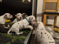 IMG_20250124_181439_web