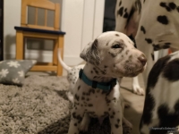 IMG_20250124_181547_1_web