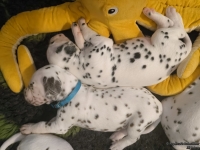 IMG_20250126_104345_web