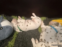 IMG_20250126_104351_web