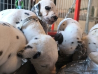 IMG_20250128_111248_web