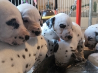 IMG_20250128_111251_web