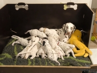 IMG_20250128_184543_web