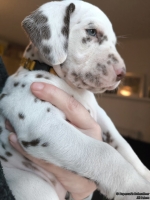 IMG_20250203_161516_web